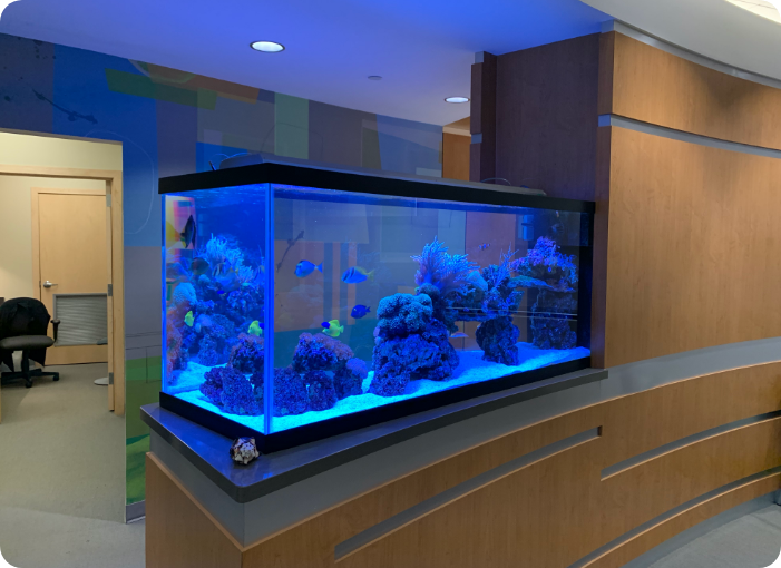office fish tank